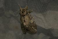 Peridea anceps
