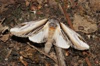 Pheosia tremula