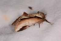 Pheosia gnoma