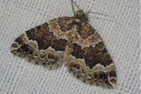 Lampropteryx suffumata