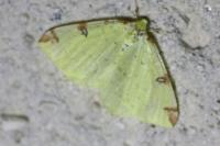 Opisthograptis luteolata
