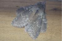 Stauropus fagi