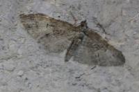Eupithecia abbreviata