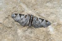 Eupithecia insigniata