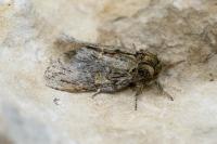 Peridea anceps