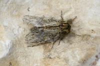 Peridea anceps