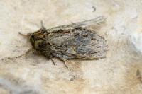 Peridea anceps