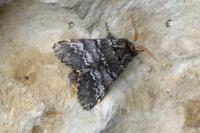 Drymonia ruficornis