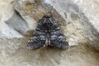 Drymonia ruficornis