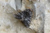 Drymonia ruficornis