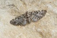 Eupithecia tantillaria