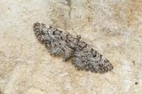 Eupithecia tantillaria