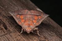 Scoliopteryx libatrix