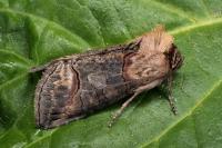 Abrostola triplasia