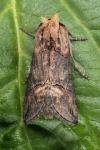Abrostola triplasia