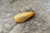 Wittia sororcula