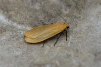 Wittia sororcula