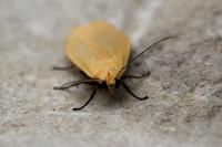 Wittia sororcula