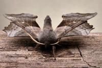 Laothoe populi