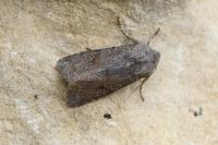 Orthosia incerta