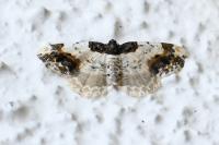 Ligdia adustata