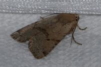 Spudaea ruticilla