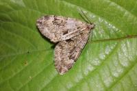Thera britannica