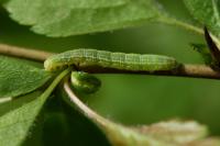 Operophtera brumata