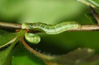 Operophtera brumata