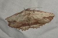 Menophra abruptaria