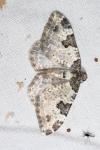 Xanthorhoe fluctuata