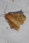 Selenia tetralunaria