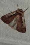 Ochropleura plecta