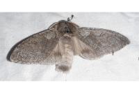 Calliteara pudibunda