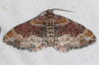 Xanthorhoe spadicearia/ferrugata