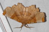 Selenia lunularia