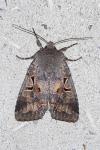 Orthosia gothica