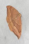 Watsonalla cultraria