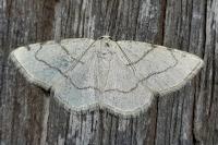 Stegania trimaculata