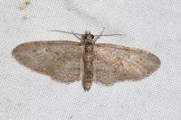 Eupithecia abbreviata