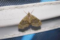 Acasis viretata