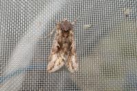 Autographa gamma