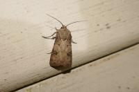 Agrotis puta