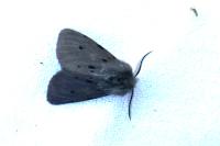Diaphora mendica