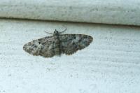 Eupithecia dodoneata