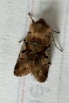 Orthosia gothica
