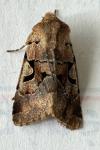 Orthosia gothica