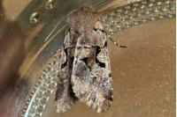 Orthosia gothica