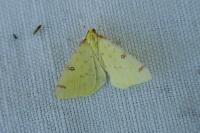 Opisthograptis luteolata