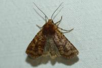 Conistra staudingeri